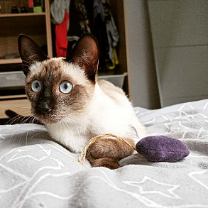 Тайская кошка