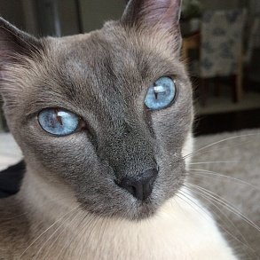 Балинезийская кошка