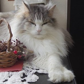 Норвежская лесная кошка