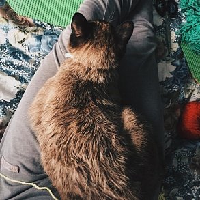 Тайская кошка