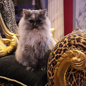 Персидская кошка