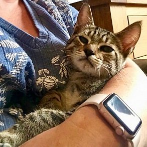Пиксибоб