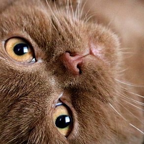 Шотландская прямоухая кошка