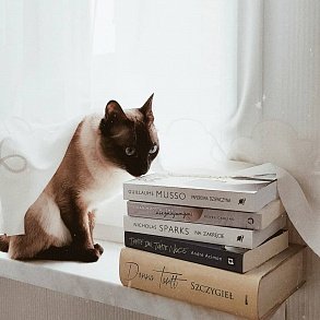 Тайская кошка