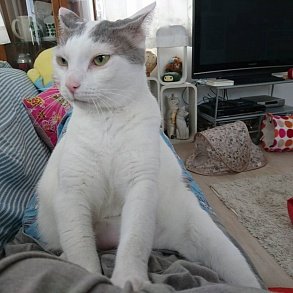 Японский бобтейл