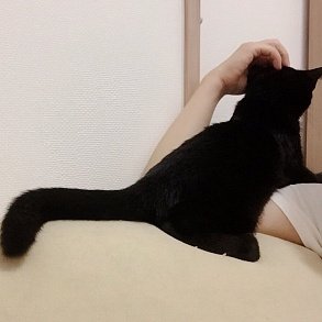 Бомбейская кошка