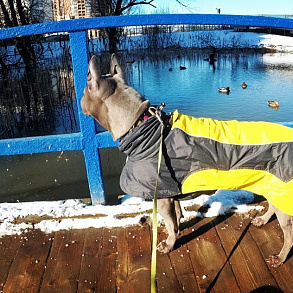 Тайский риджбек