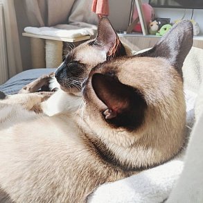 Тайская кошка