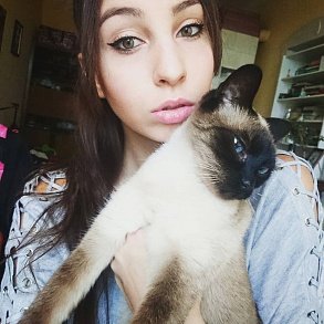 Тайская кошка