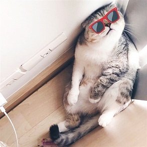 Шотландская вислоухая кошка