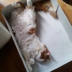 Турецкий ван