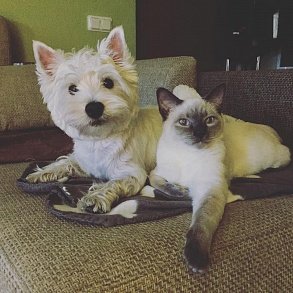 Тайская кошка