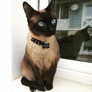 Тайская кошка