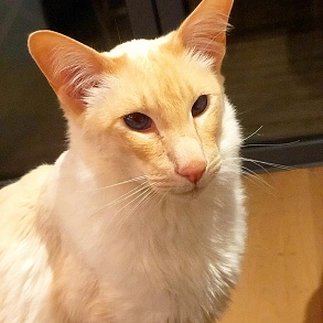 Балинезийская кошка