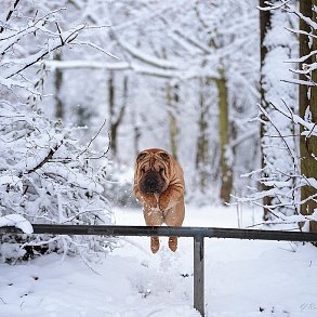 Шарпей