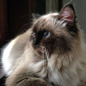 Гималайская кошка