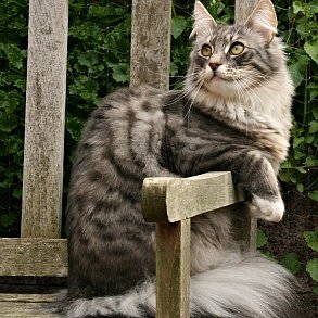 Норвежская лесная кошка