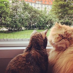 Персидская кошка