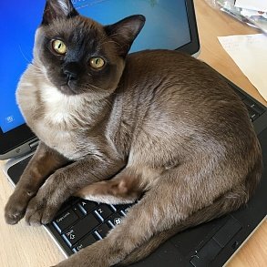 Тайская кошка