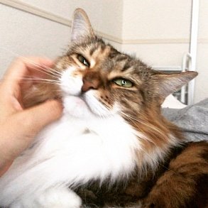 Норвежская лесная кошка