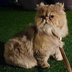 Персидская кошка