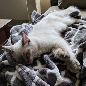 Балинезийская кошка