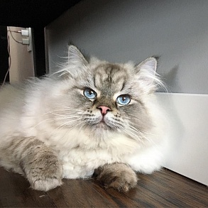 Сибирская кошка