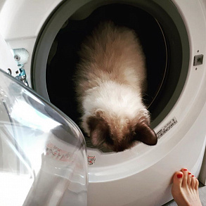 Скукум