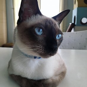 Тайская кошка