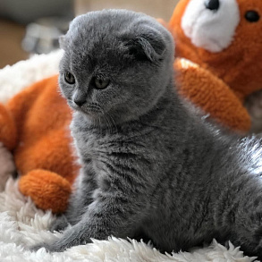 Шотландская прямоухая кошка