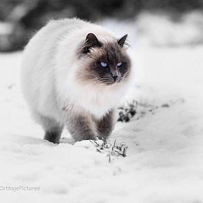 Бирманская кошка