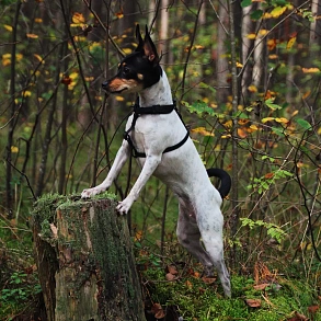 Той-фокстерьер