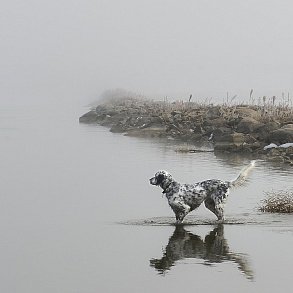 Английский сеттер