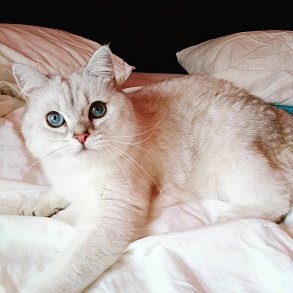 Шотландская прямоухая кошка
