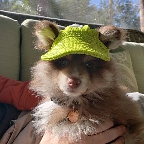 Помски