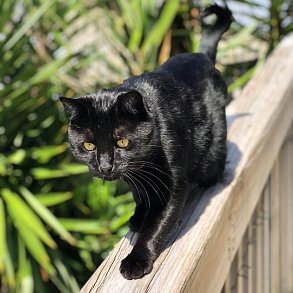 Бомбейская кошка