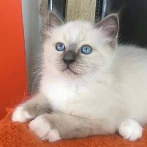 Бирманская кошка