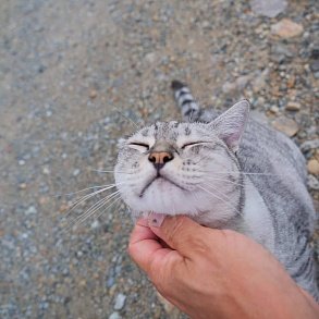 Оцикет