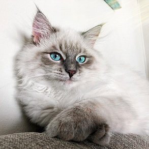 Сибирская кошка