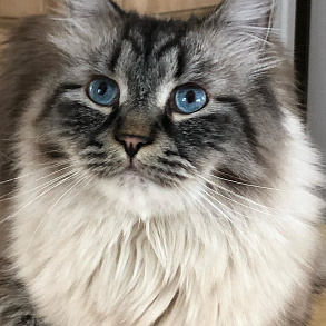 Норвежская лесная кошка