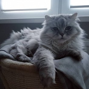 Шотландская прямоухая кошка