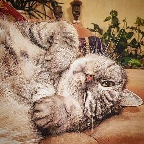Шотландская прямоухая кошка