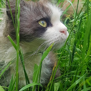 Скукум
