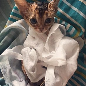 Абиссинская кошка