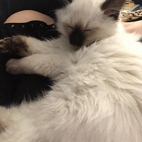 Балинезийская кошка