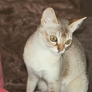Сингапурская кошка