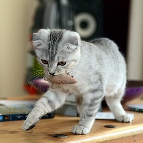 Шотландская вислоухая кошка