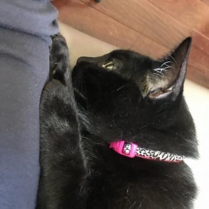 Бомбейская кошка