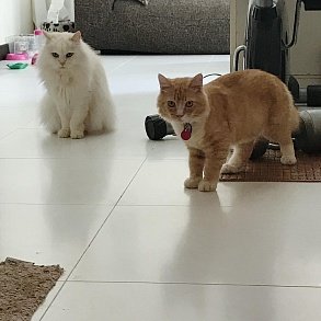 Шотландская прямоухая кошка