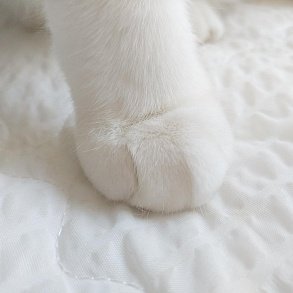 Шотландская прямоухая кошка